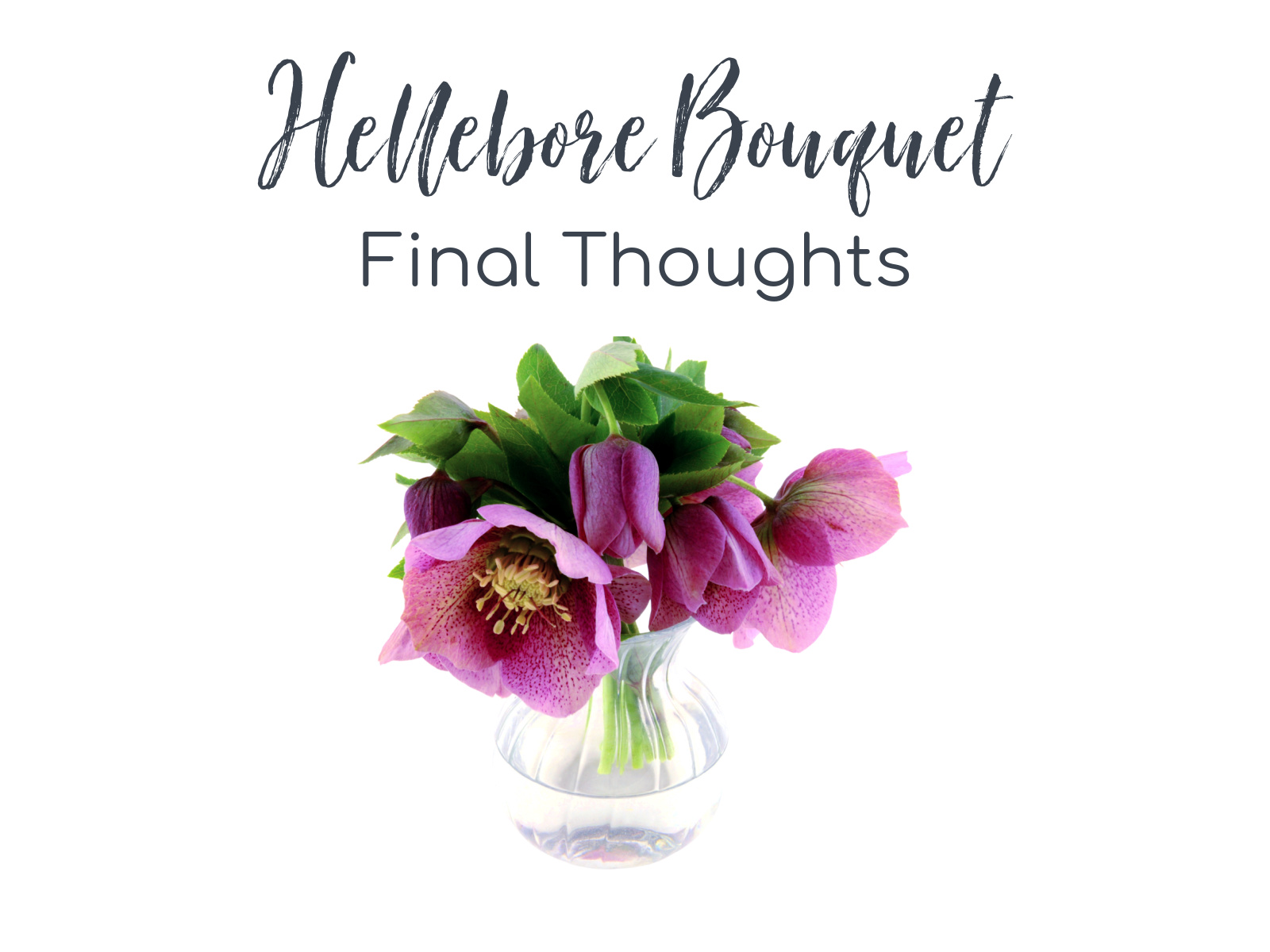 Link to Colored Pencil Drawing Tutorial of a Hellebore Bouquet