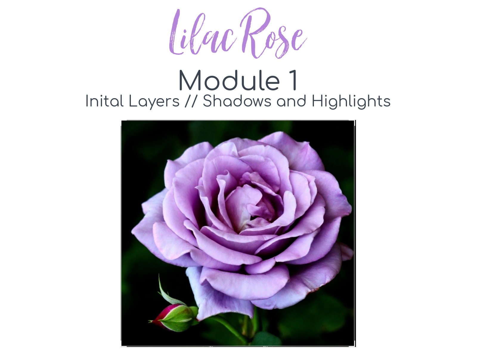 Link to Colored Pencil Drawing Tutorial of a Lilac Rose