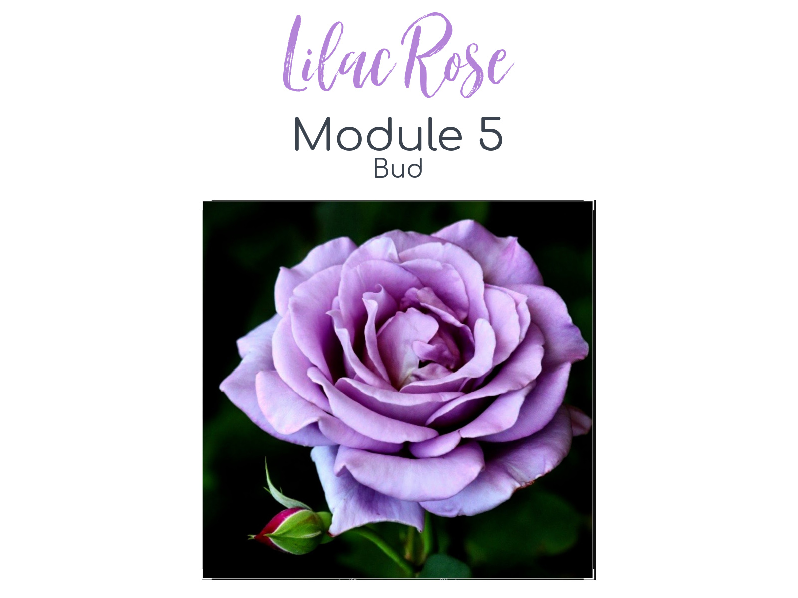 Link to Colored Pencil Drawing Tutorial of a Lilac Rose