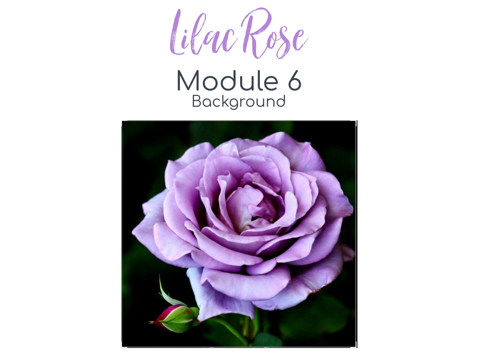 Link to Colored Pencil Drawing Tutorial of a Lilac Rose
