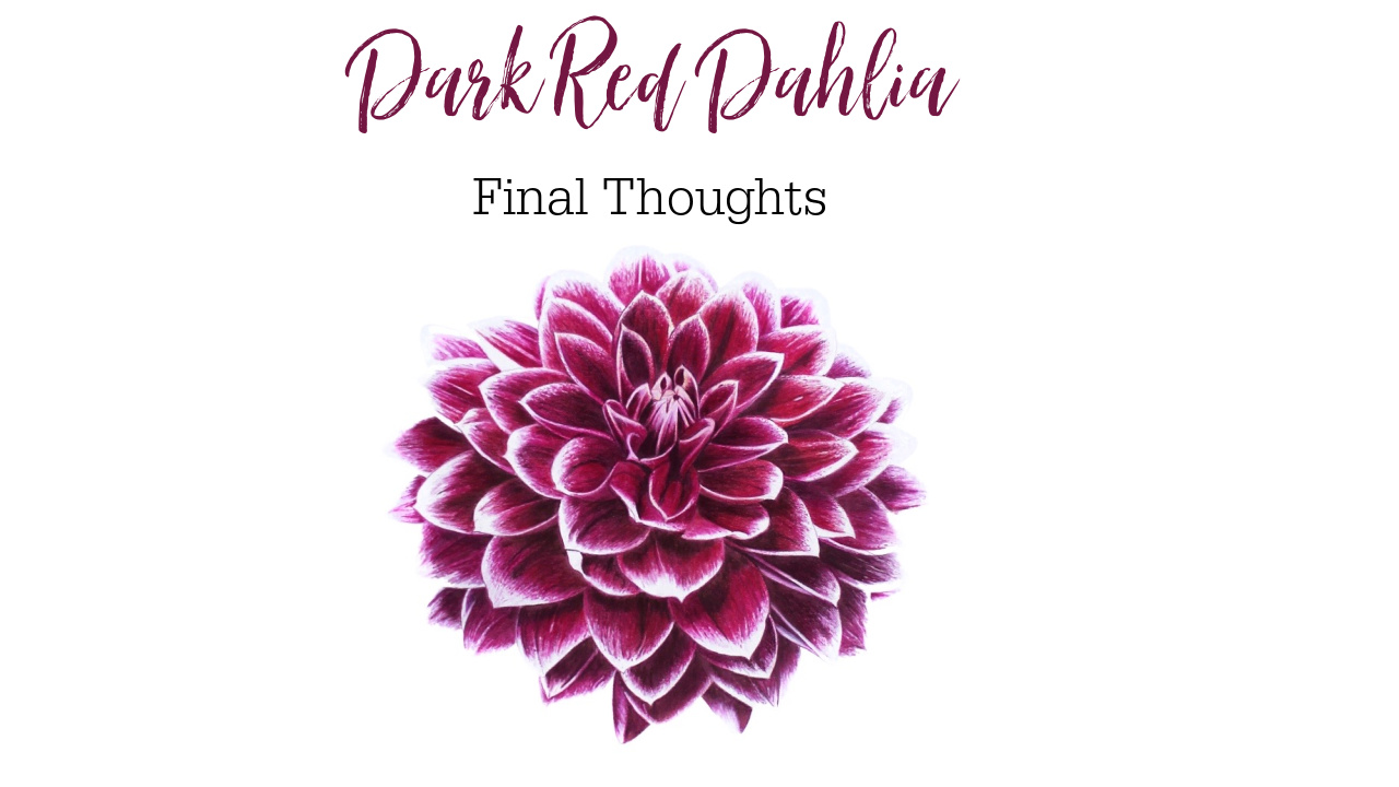 Link to Colored Pencil Drawing Tutorial of a Dark Red Dahlia