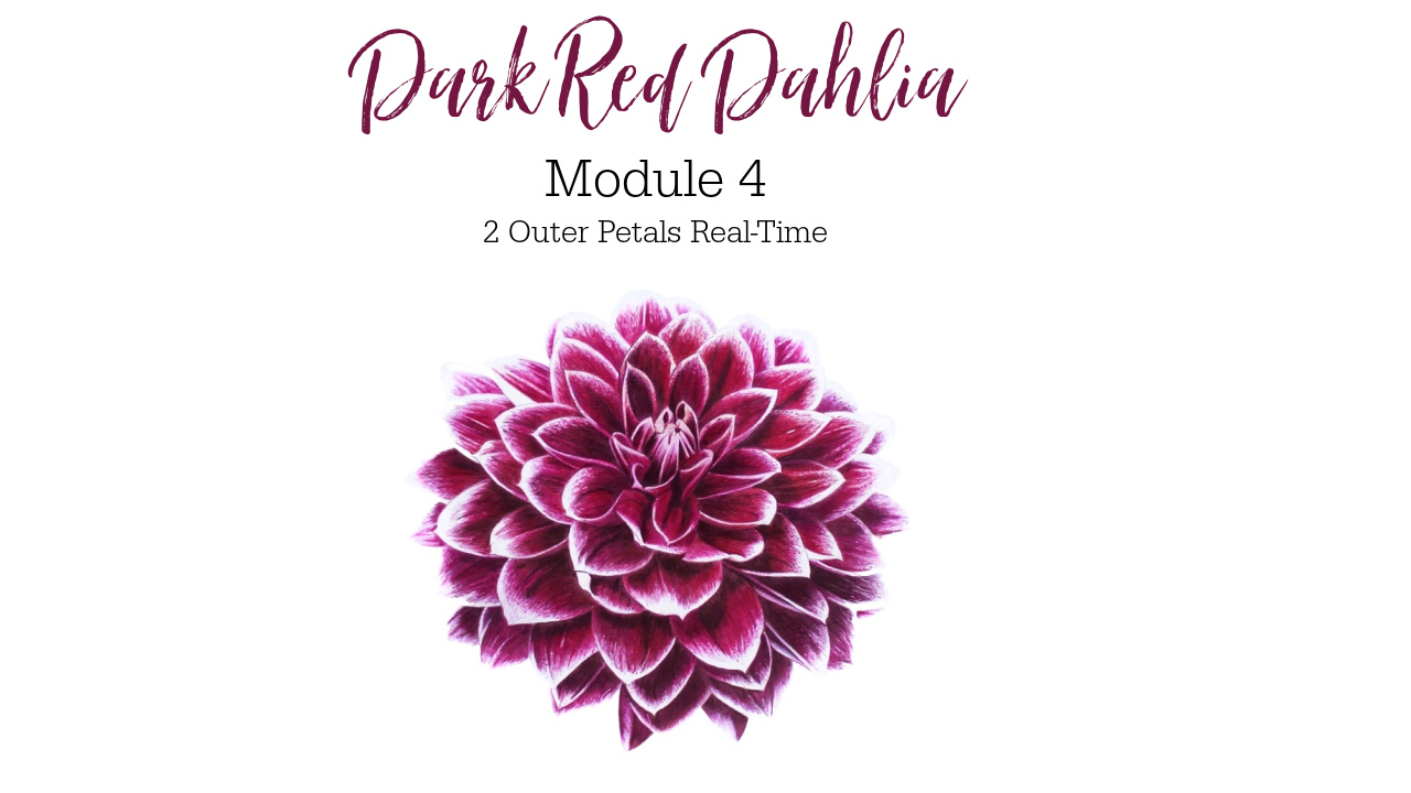 Link to Colored Pencil Drawing Tutorial of a Dark Red Dahlia