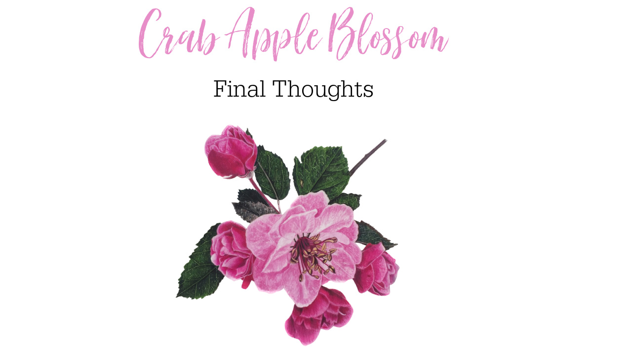 Link to Colored Pencil Drawing Tutorial of a Crab Apple Blossom