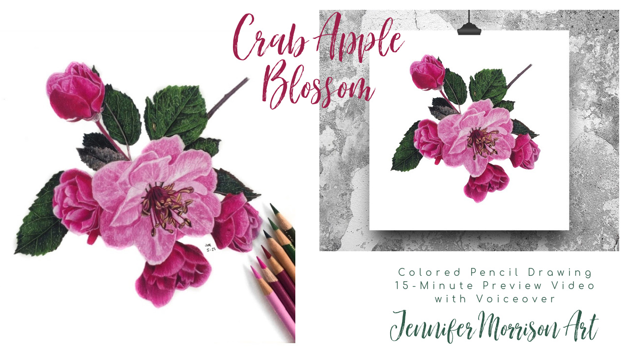 Link to Colored Pencil Drawing Video of a Crab Apple Blossom on YouTube