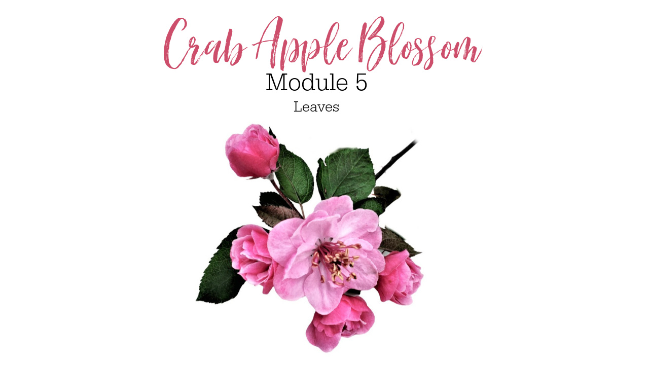 Link to Colored Pencil Drawing Tutorial of a Crab Apple Blossom