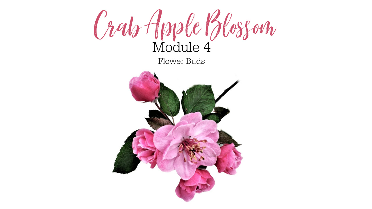 Link to Colored Pencil Drawing Tutorial of a Crab Apple Blossom