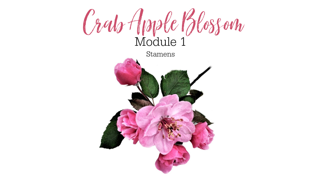 Link to Colored Pencil Drawing Tutorial of a Crab Apple Blossom