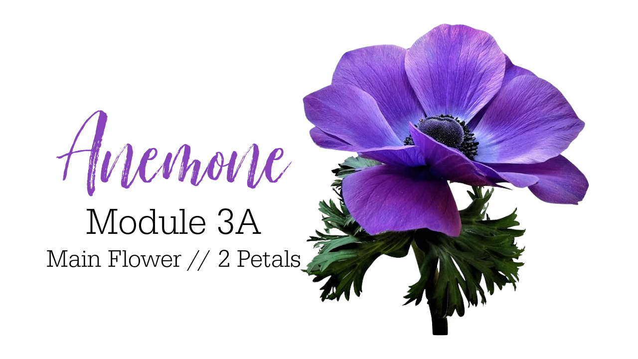 Colored Pencil Drawing Tutorial Anemone Link to Patreon