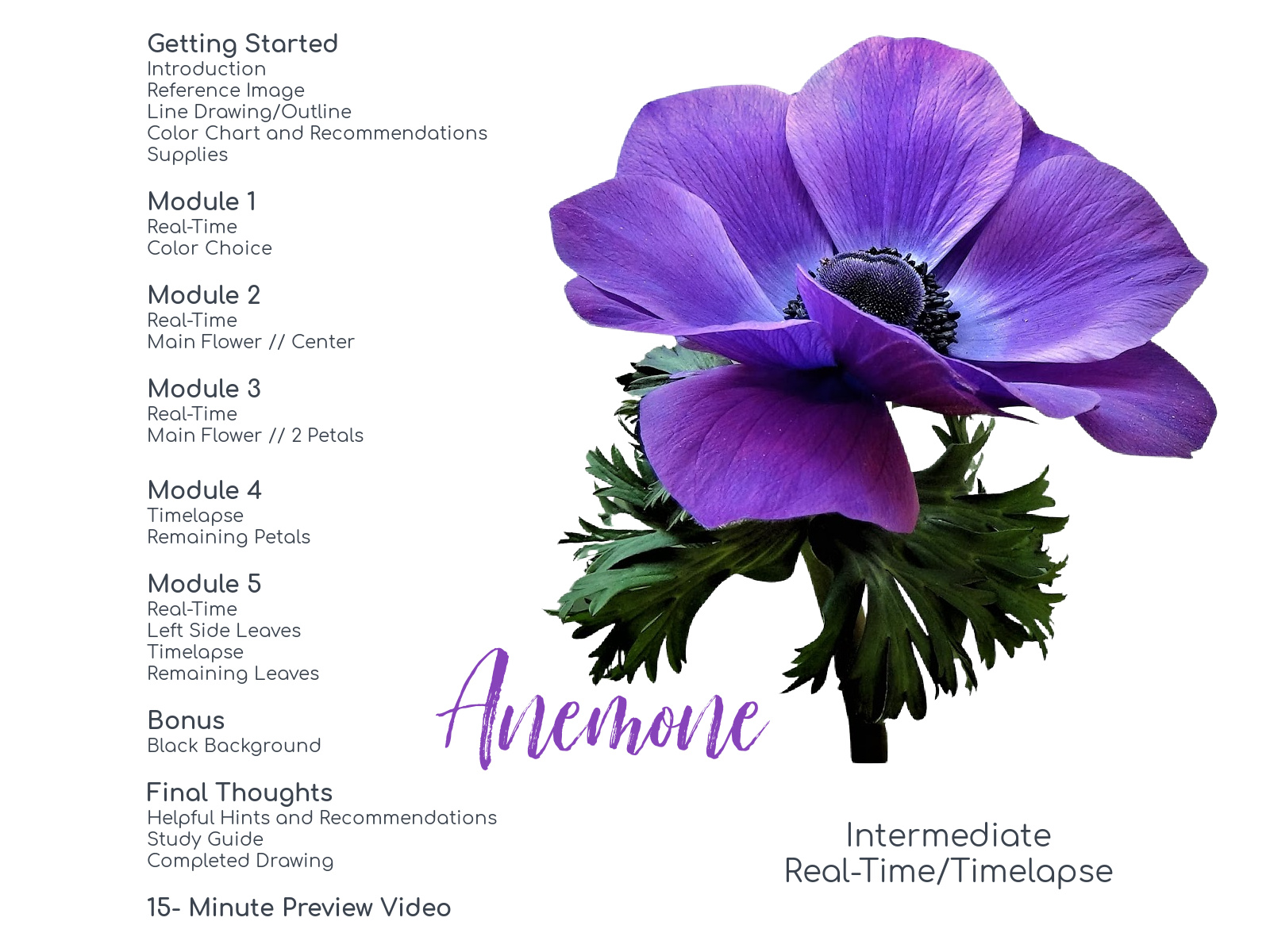 Colored Pencil Drawing Tutorial Anemone Link to Patreon