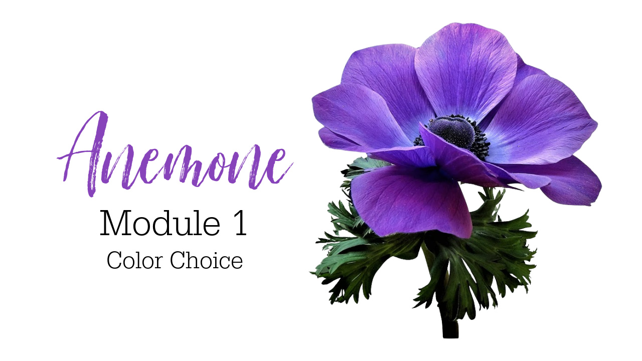 Colored Pencil Drawing Tutorial Anemone Link to Patreon