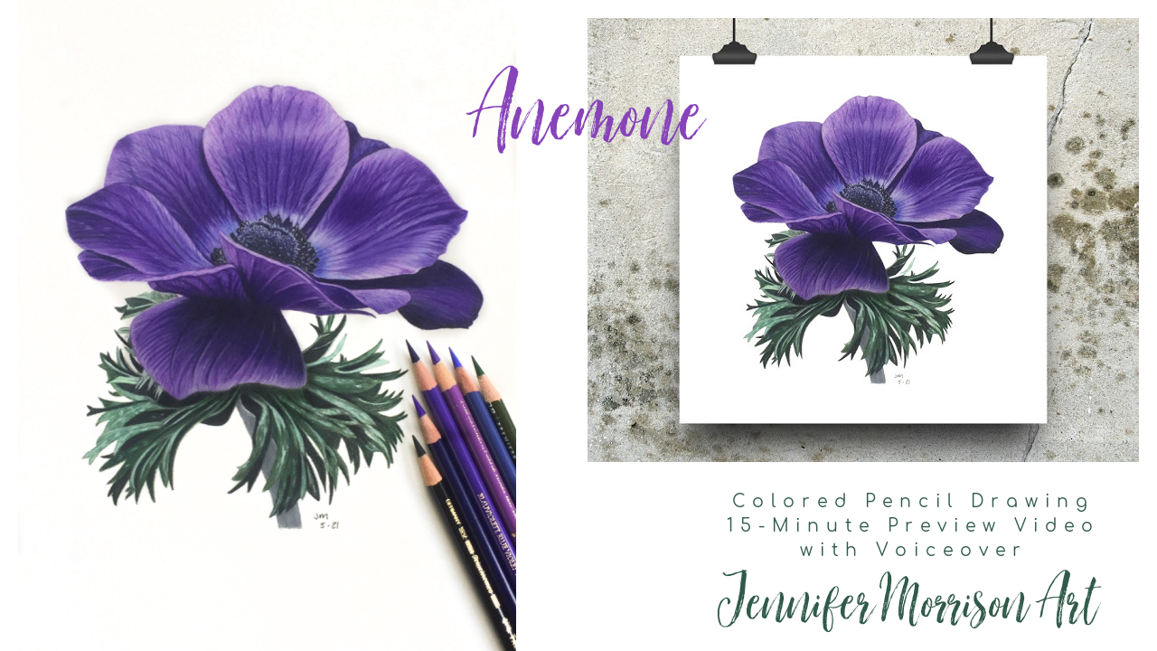 Colored Pencil Drawing Video Anemone Link to Patreon