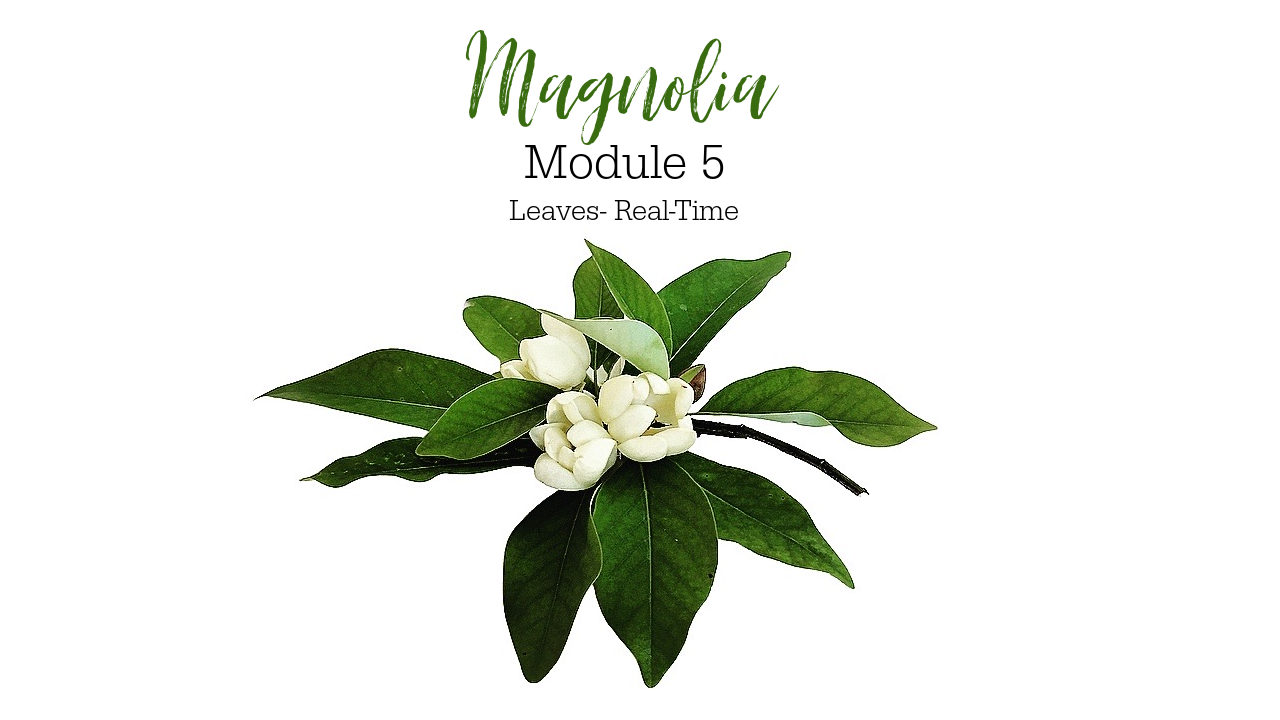 Link to Colored Pencil Drawing Tutorial of a Magnolia