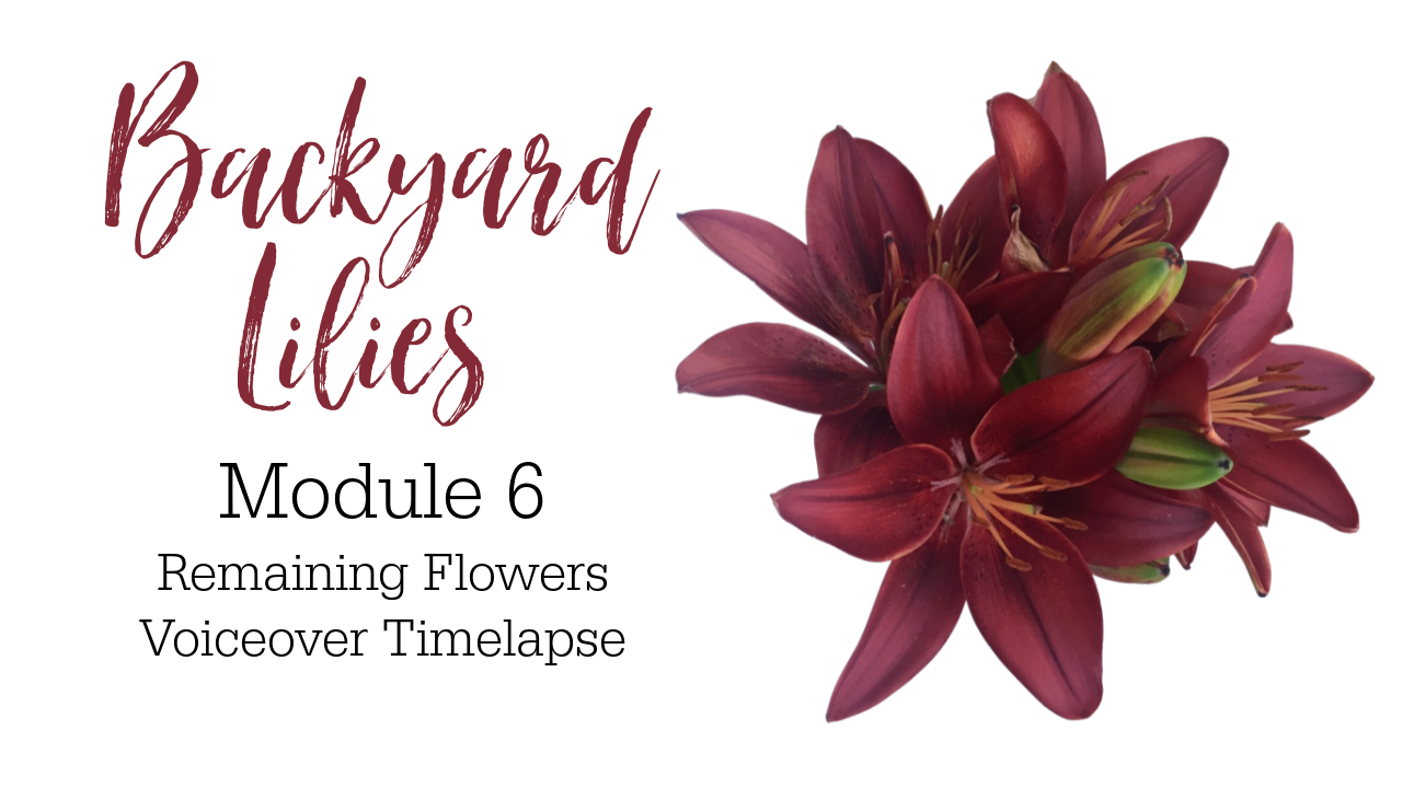 Link to Colored Pencil Drawing Video of Backyard Lilies