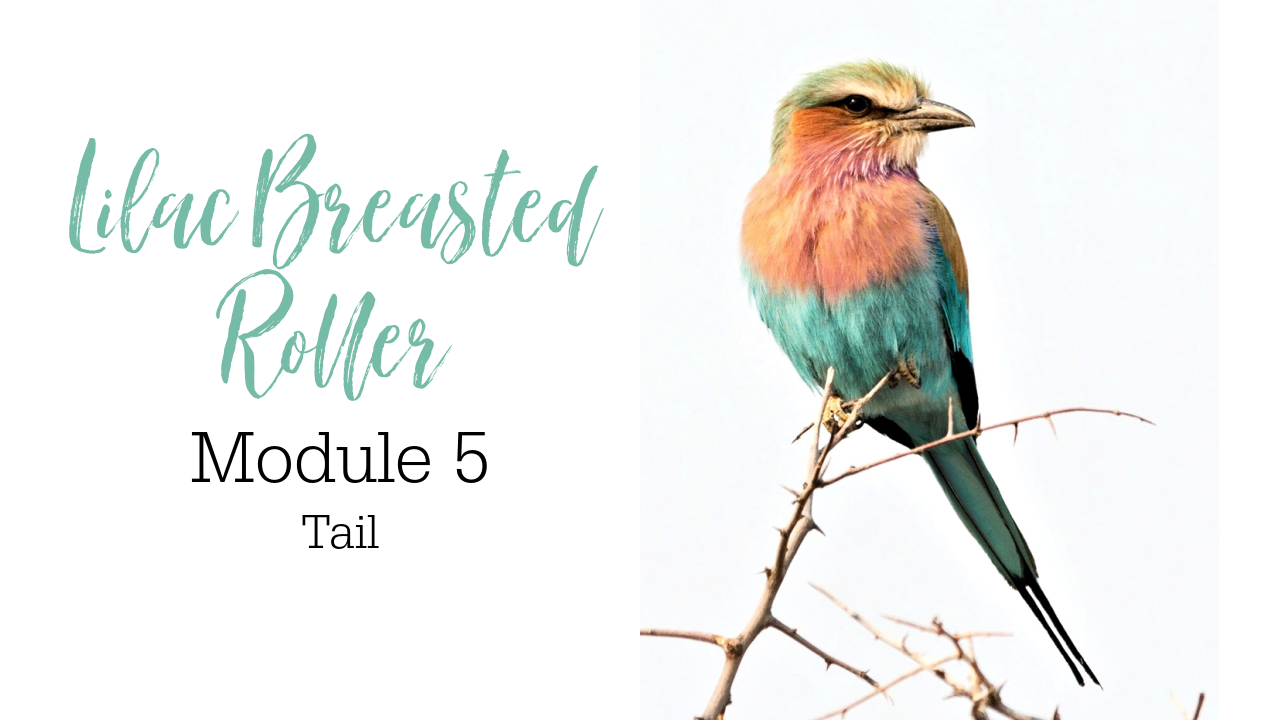 Link to Colored Pencil Drawing Tutorial of a Lilac Breasted Roller