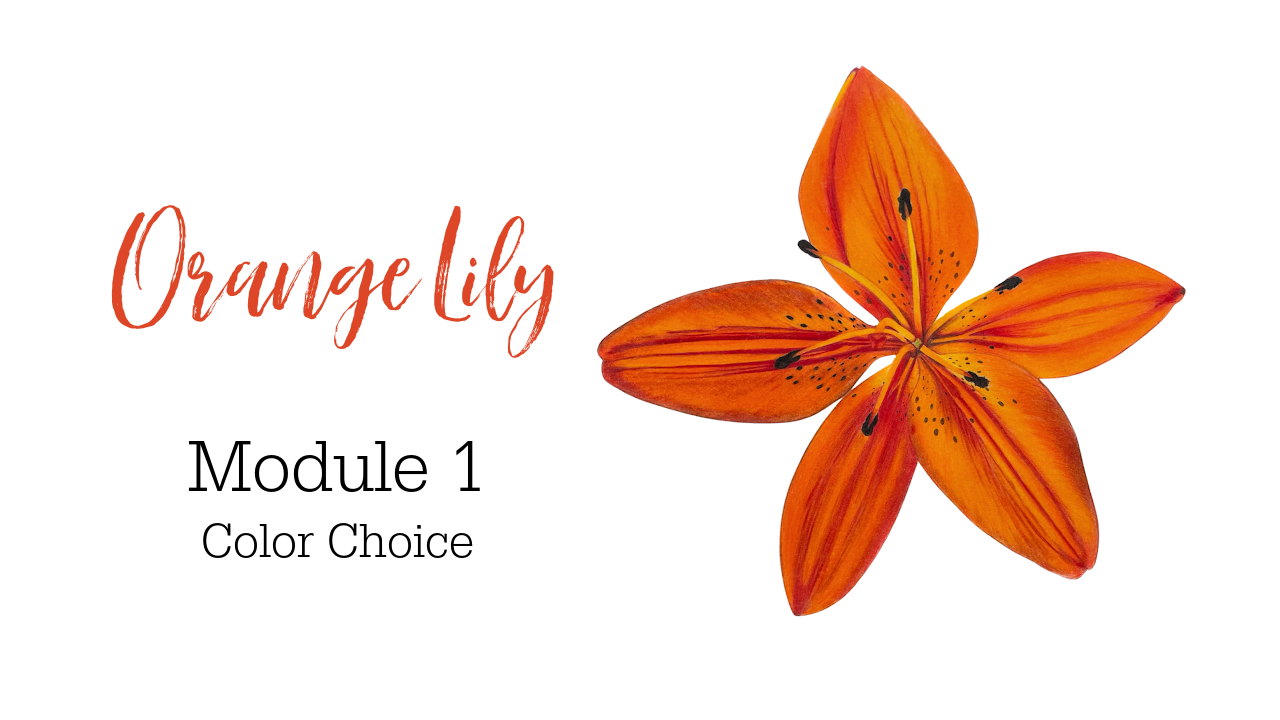 Link to Colored Pencil Drawing Tutorial of an Orange Lily