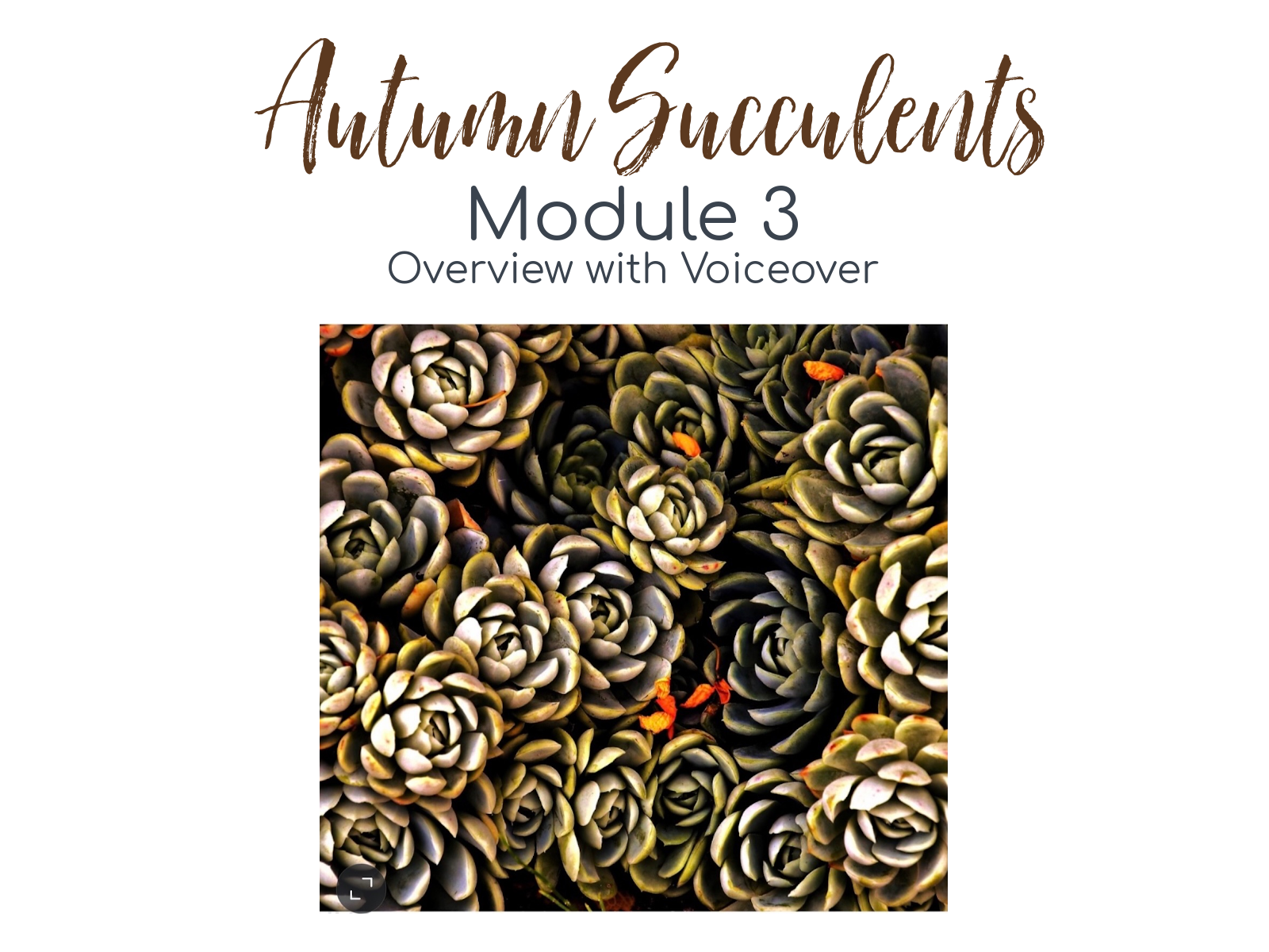 Colored Pencil Drawing Tutorial Autumn Succulents - Jennifer Morrison Art