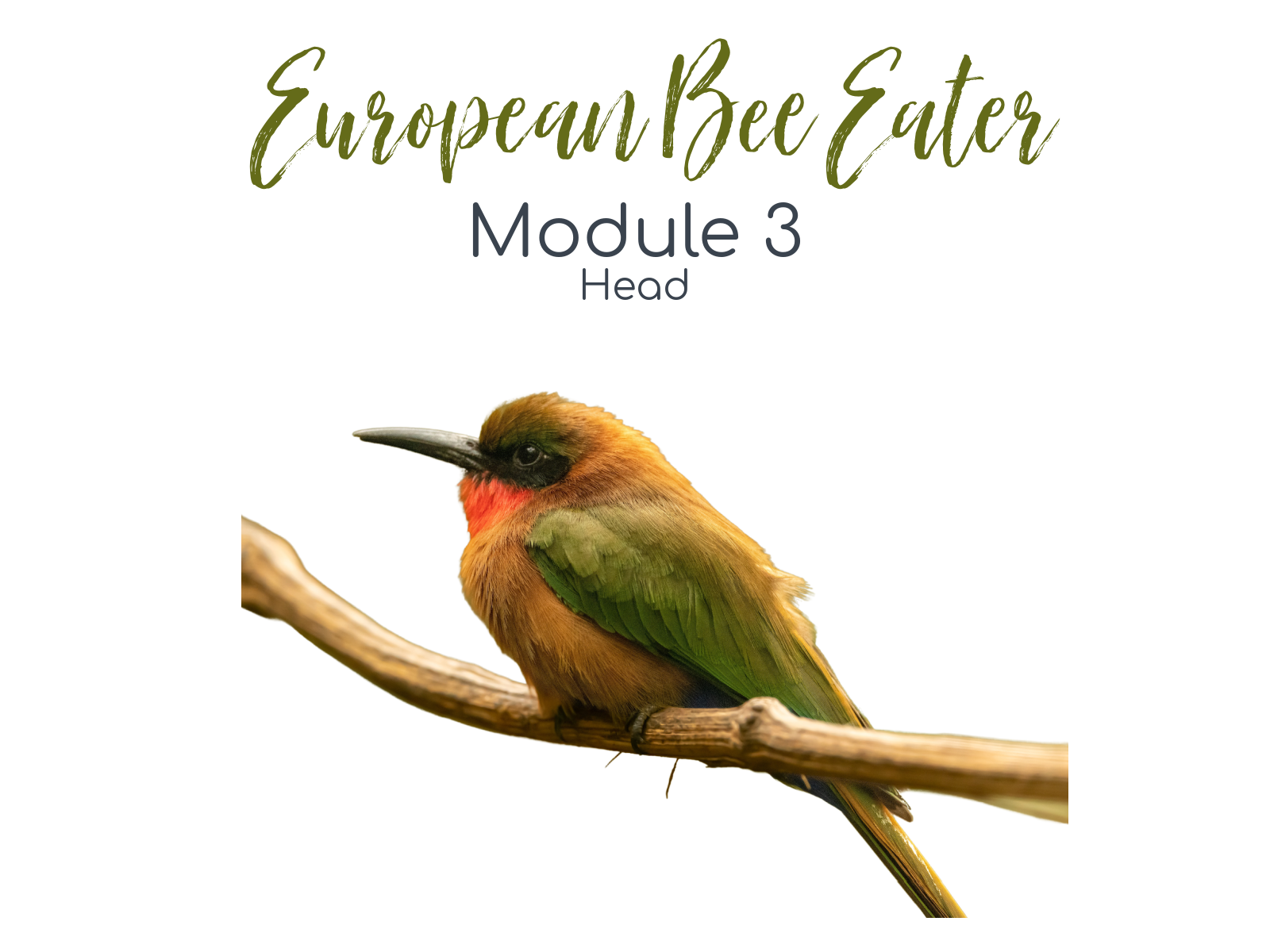 Link to Colored Pencil Drawing Tutorial of an European Bee Eater