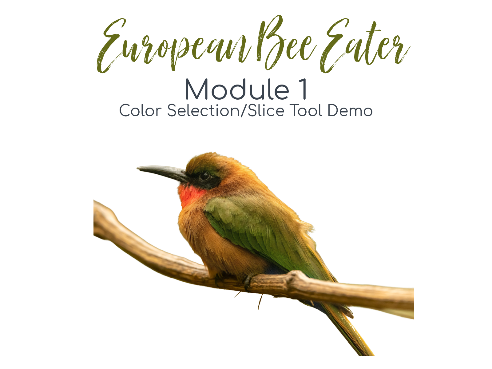 Link to Colored Pencil Drawing Tutorial of an European Bee Eater