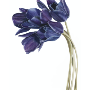 Blue Tulips Fine Art Print