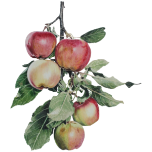Apple Branch Fine Art Print
