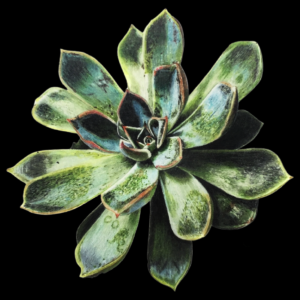 Succulent on Black Background Fine Art Print