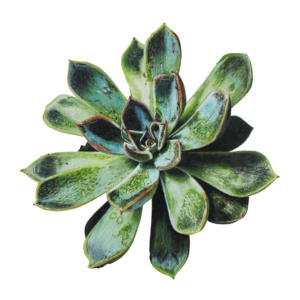 Succulent Fine Art Print