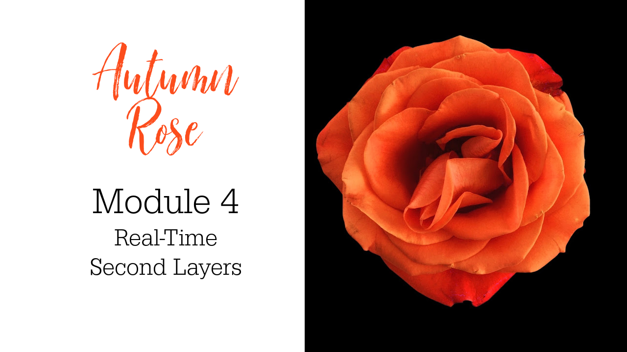 Link to Colored Pencil Drawing Video of an Autumn Rose