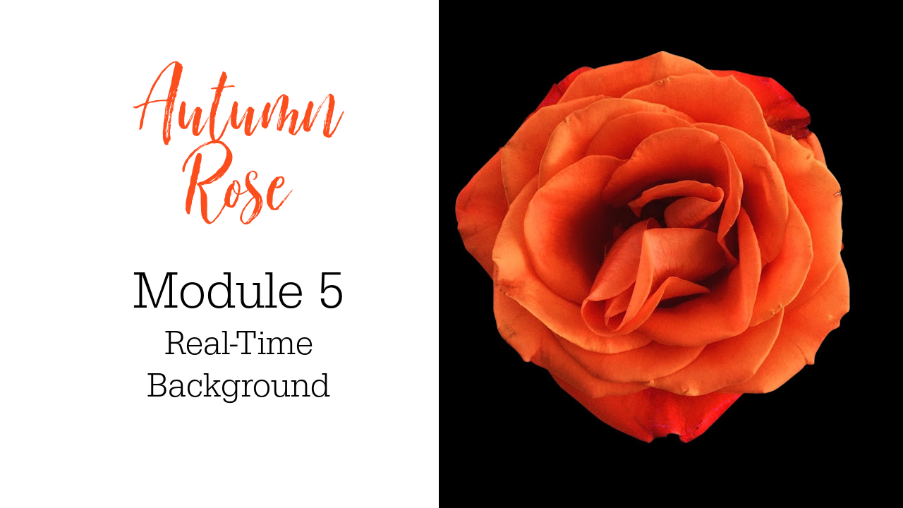 Link to Colored Pencil Drawing Video of an Autumn Rose