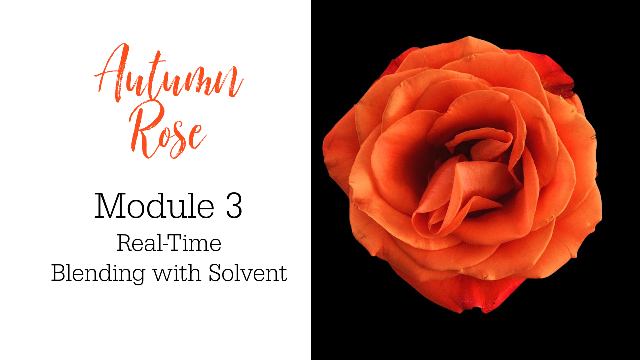 Link to Colored Pencil Drawing Video of an Autumn Rose