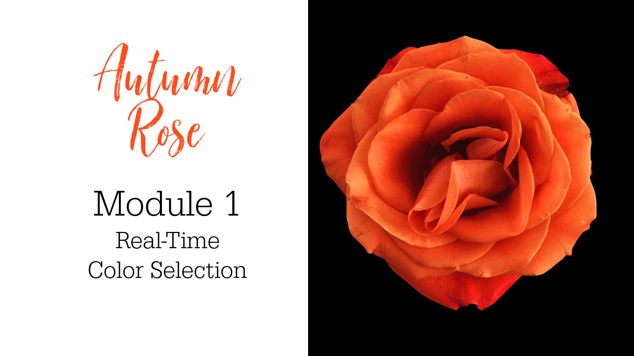Link to Colored Pencil Drawing Video of an Autumn Rose