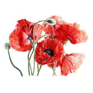 Poppies Fine Art Print