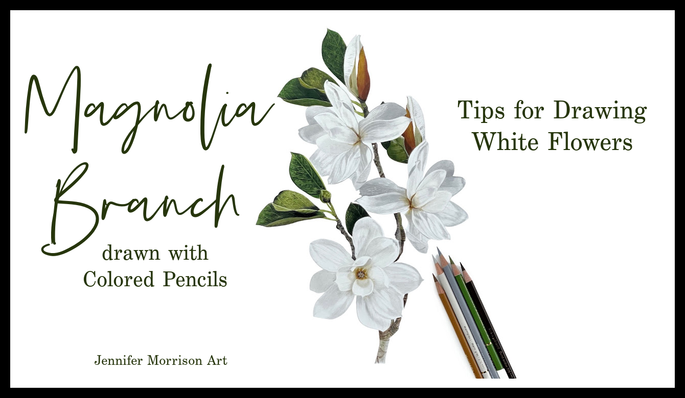 Link to Colored Pencil Drawing Video of a Magnolia Branch on YouTube