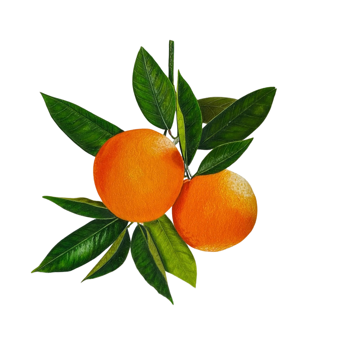 Colored Pencil Drawing of Two Oranges on a Branch