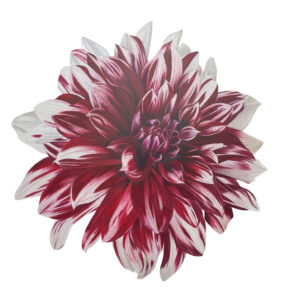 Holiday Dahlia Fine Art Print