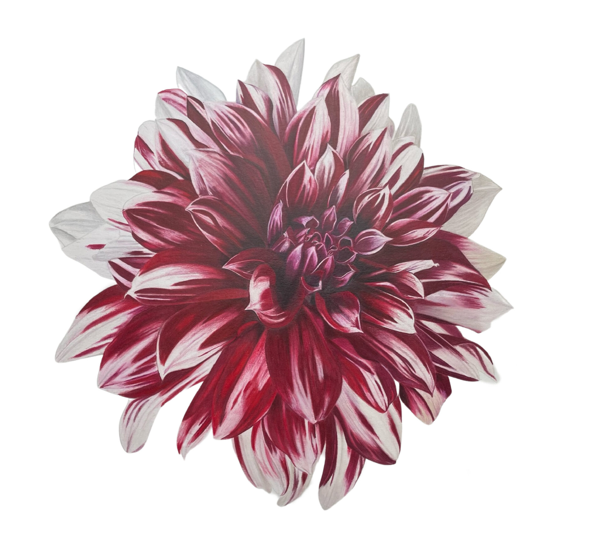 Colored Pencil Drawing of a Big Red Dahlia