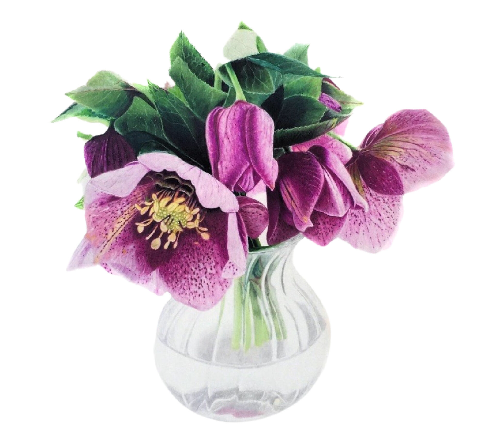 https://jennifermorrisonart.com/wp-content/uploads/2022/06/Hellebore-Bouquet-for-Website-copy.jpg