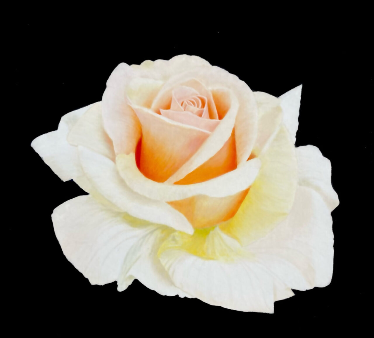 Irory Colored Roses Colored Pencil Drawing Tutorial Ivory Rose - Jennifer Morrison Art