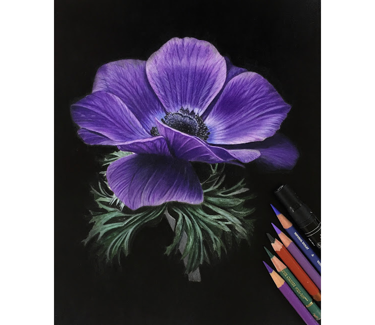 Colored Pencil Drawing of an Anemone Flower
