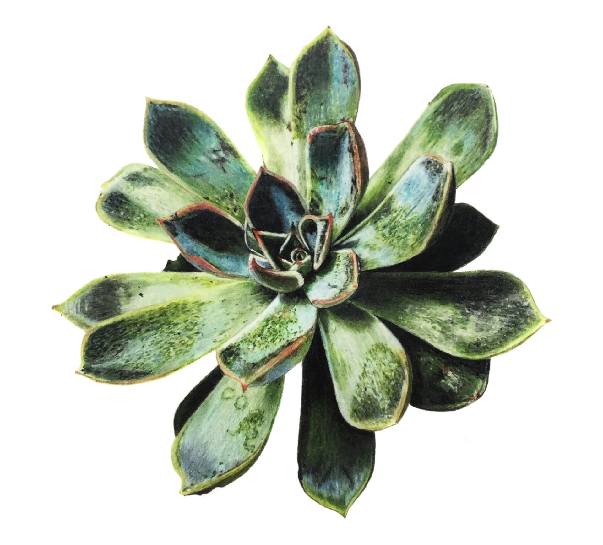 Colored Pencil Drawing of a Succulent