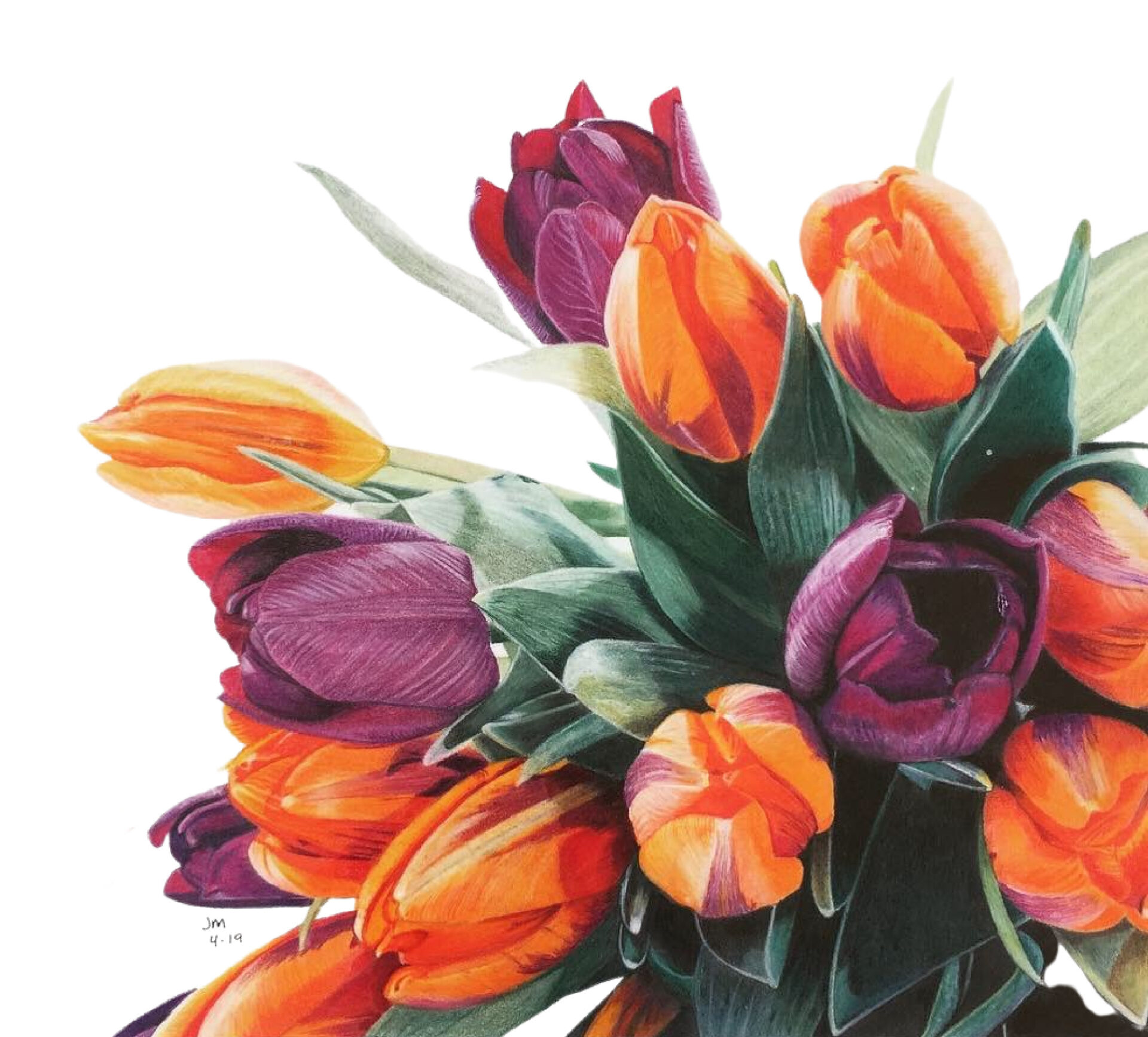 Colored Pencil Drawing of a Tulip Bouquet