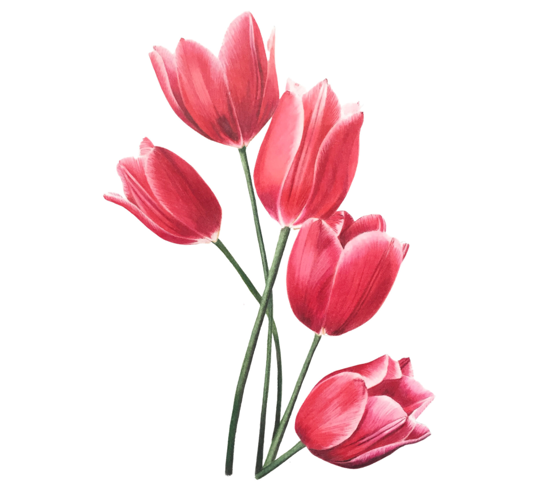 Colored Pencil Drawing of Five Pink Tulips