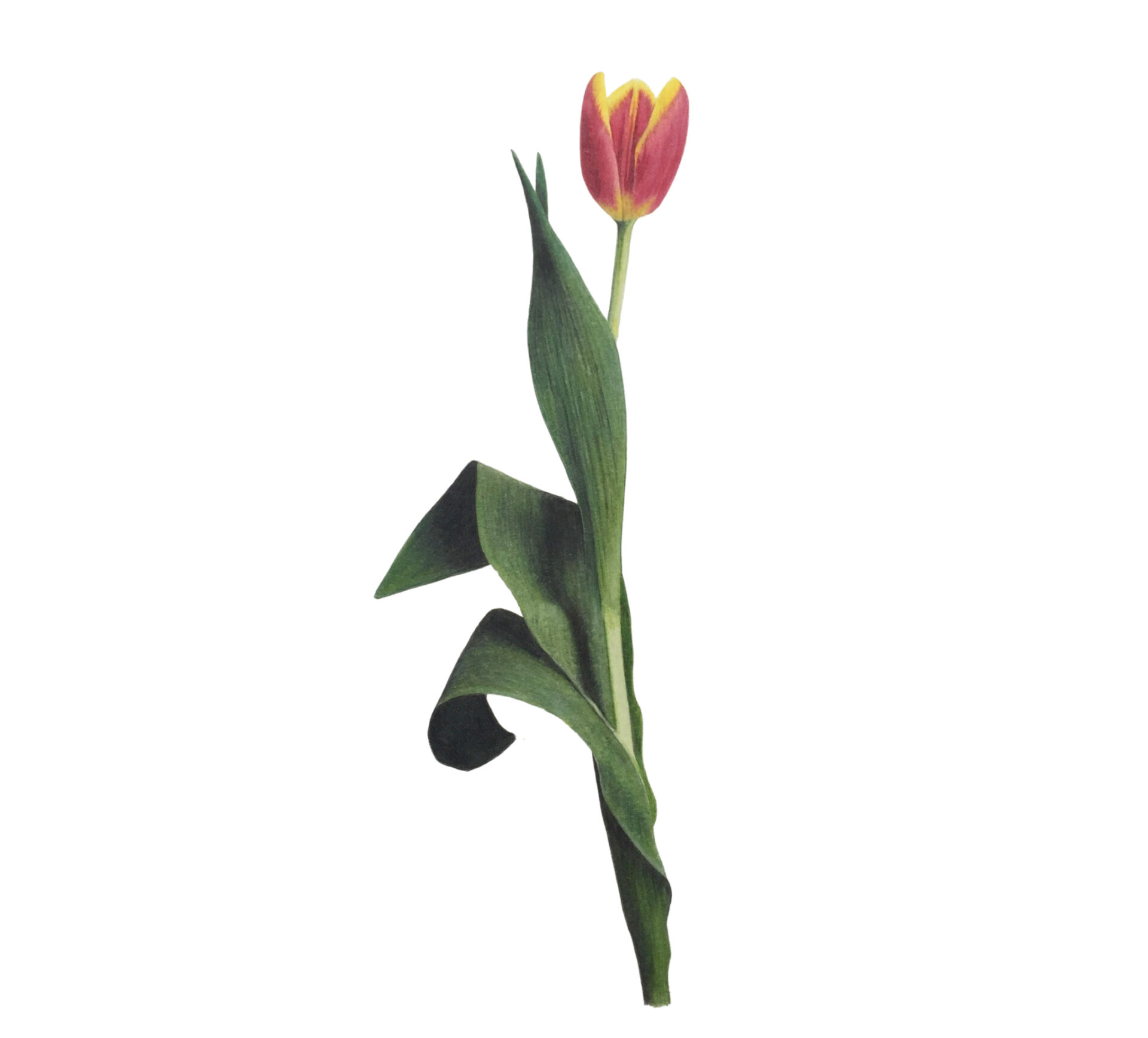 Colored Pencil Drawing of a Tulip