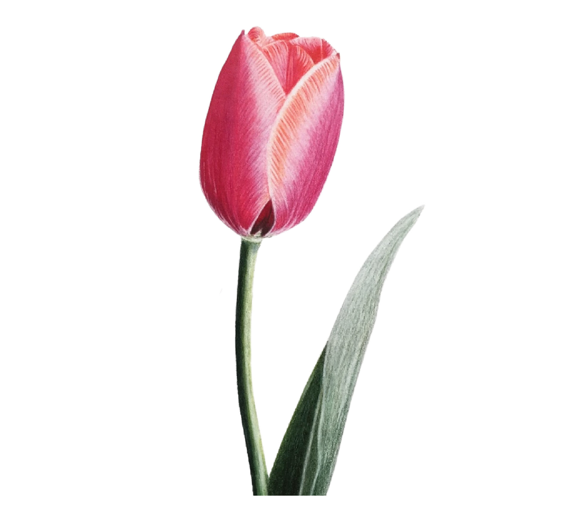 Colored Pencil Drawing of a Pink Tulip