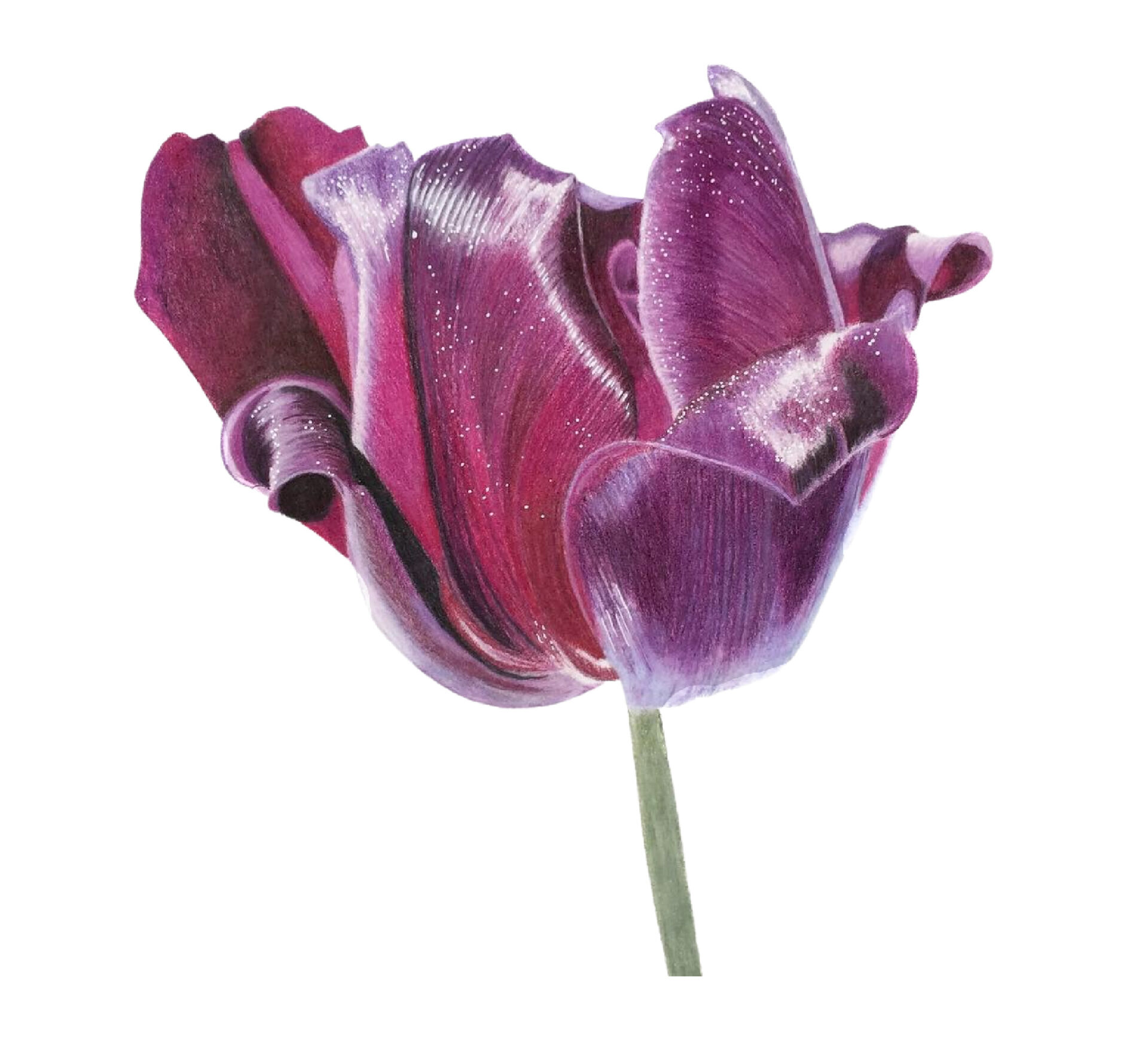 Colored Pencil Drawing of a Purple Tulip