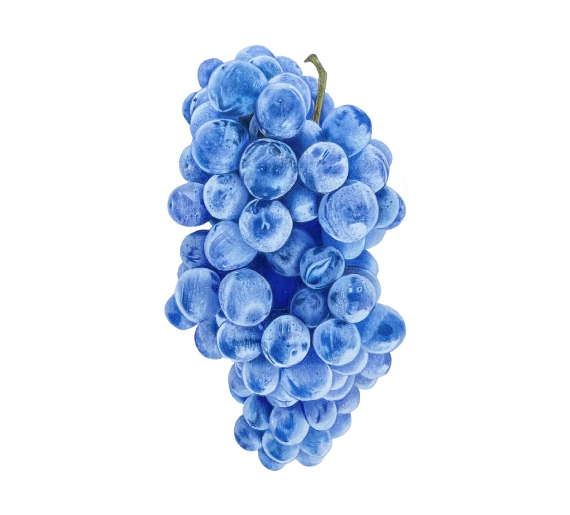 Colored Pencil Drawing of Blue Grapes