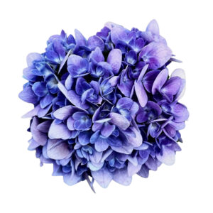 Hydrangea Fine Art Print