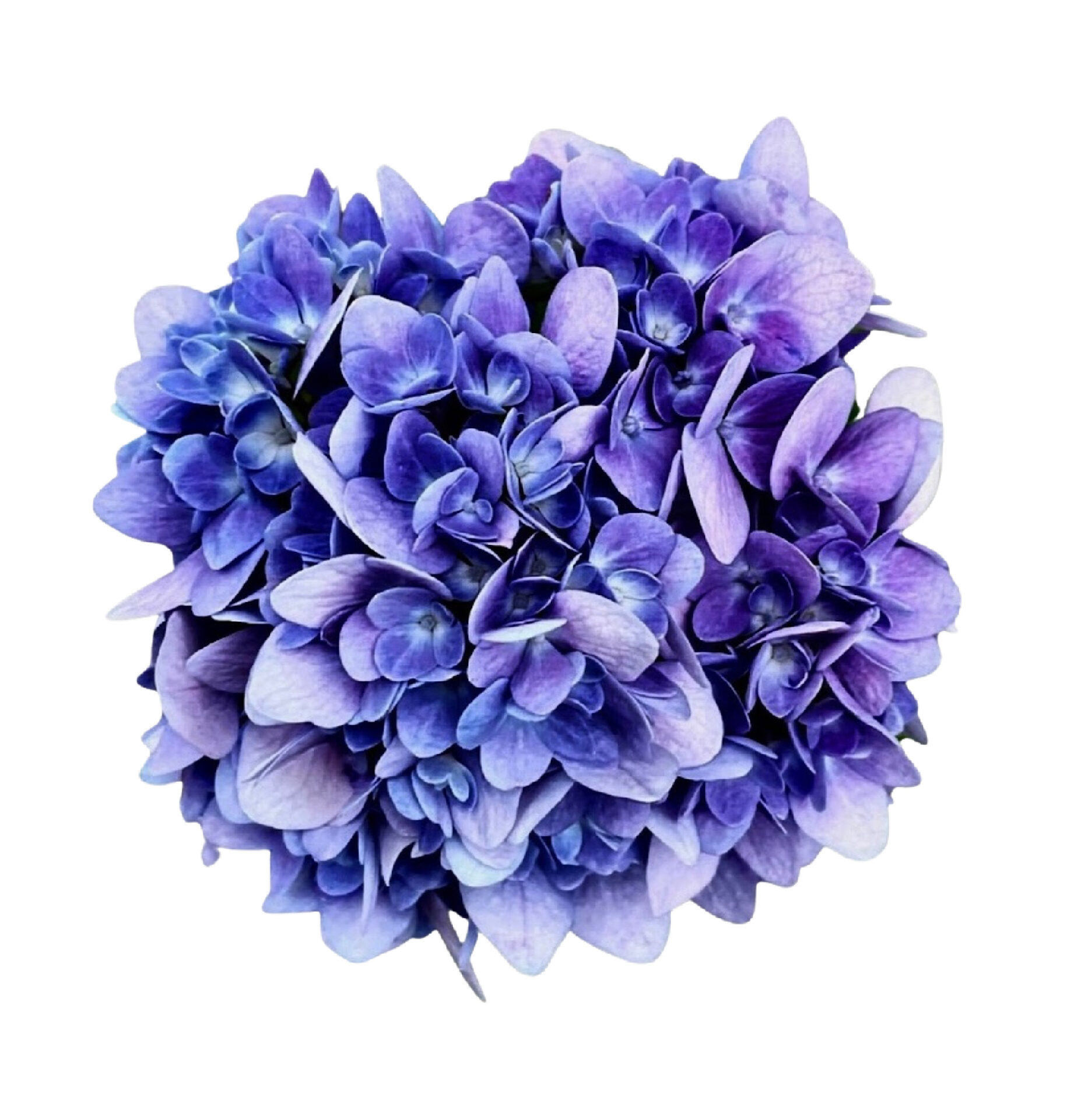 Link to Colored Pencil Drawing Tutorial Hydrangea