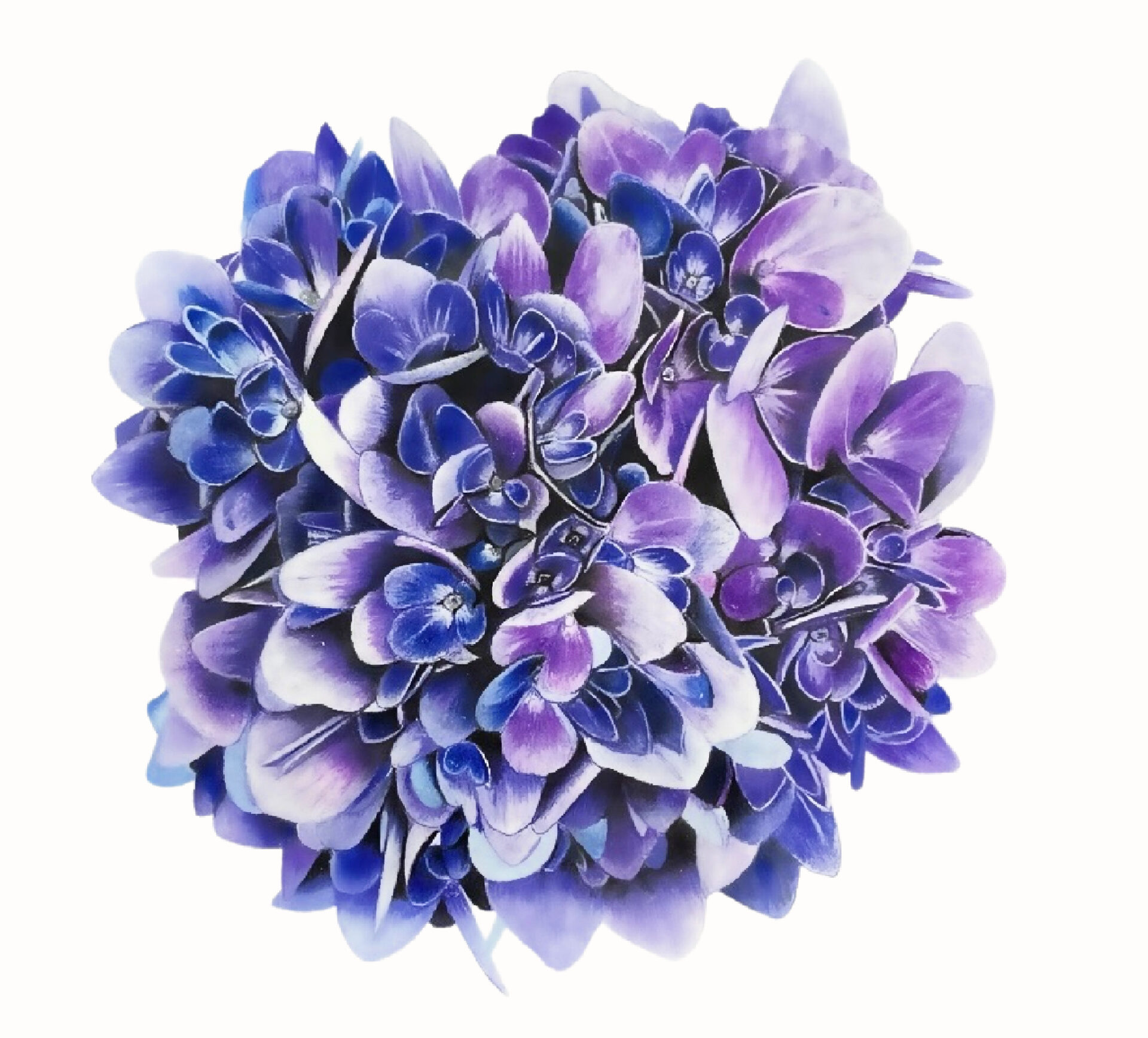 Link to Colored Pencil Drawing Tutorial Hydrangea