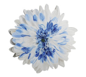 Link to Colored Pencil Drawing Tutorial Dahlia