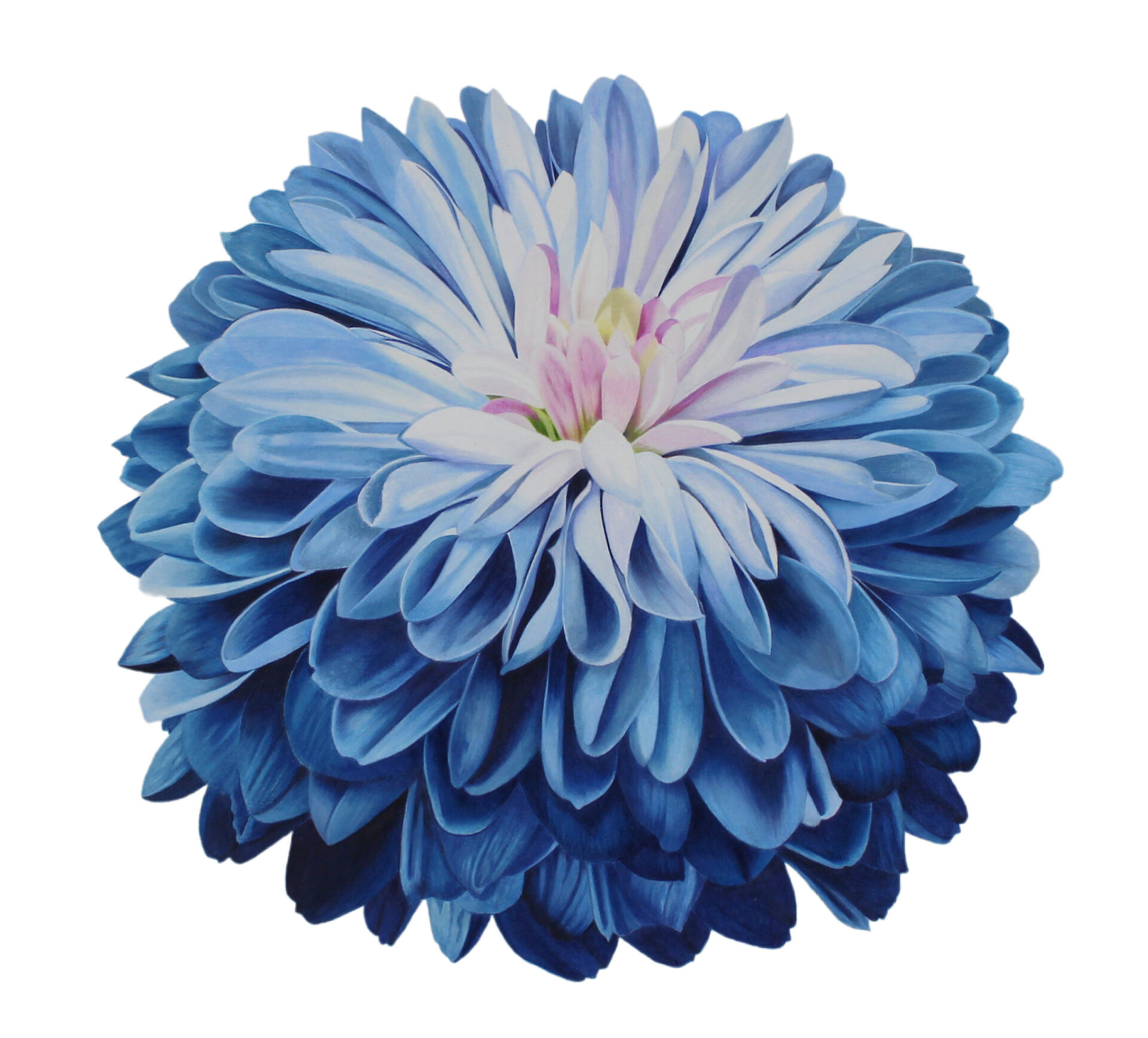 Colored Pencil Drawing of a Blue Mum